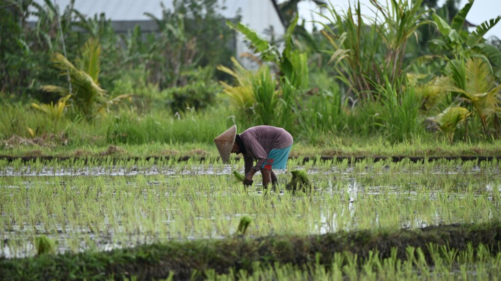 rice field